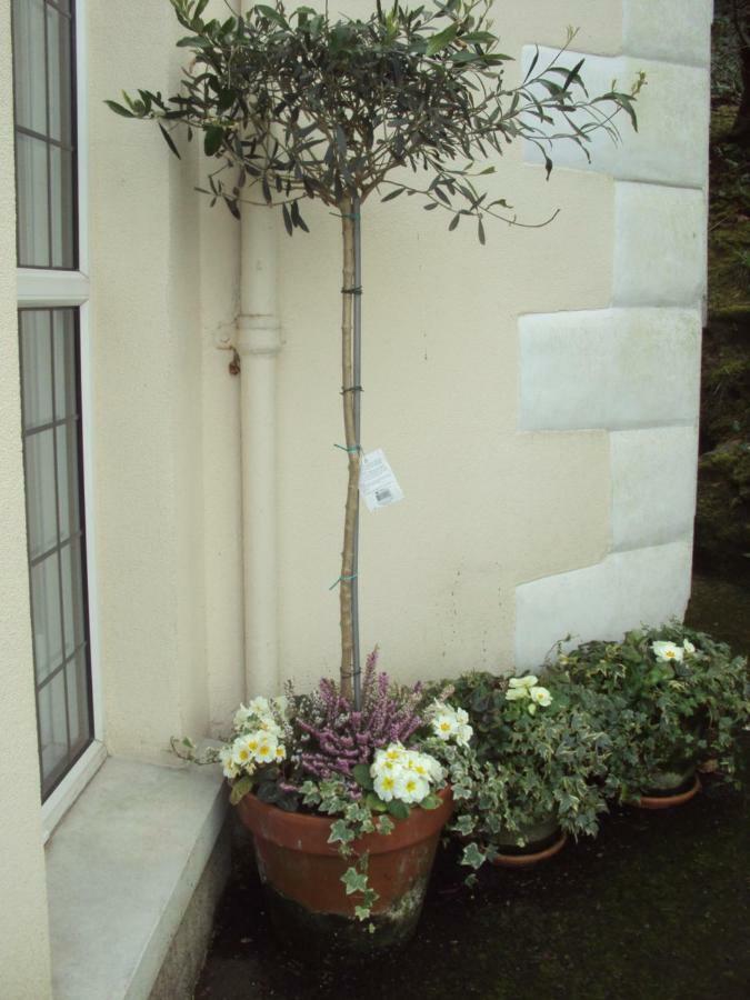 Woodlands Bed and Breakfast Looe Esterno foto